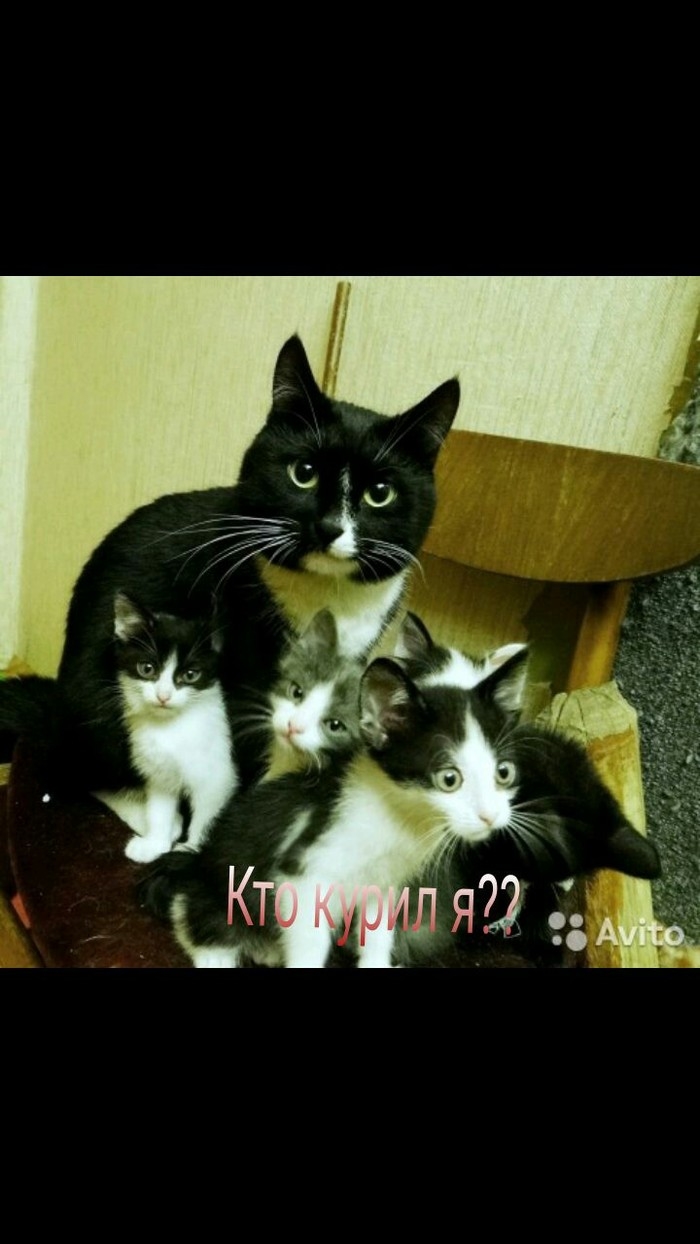 Авито чита объявления животные кошки