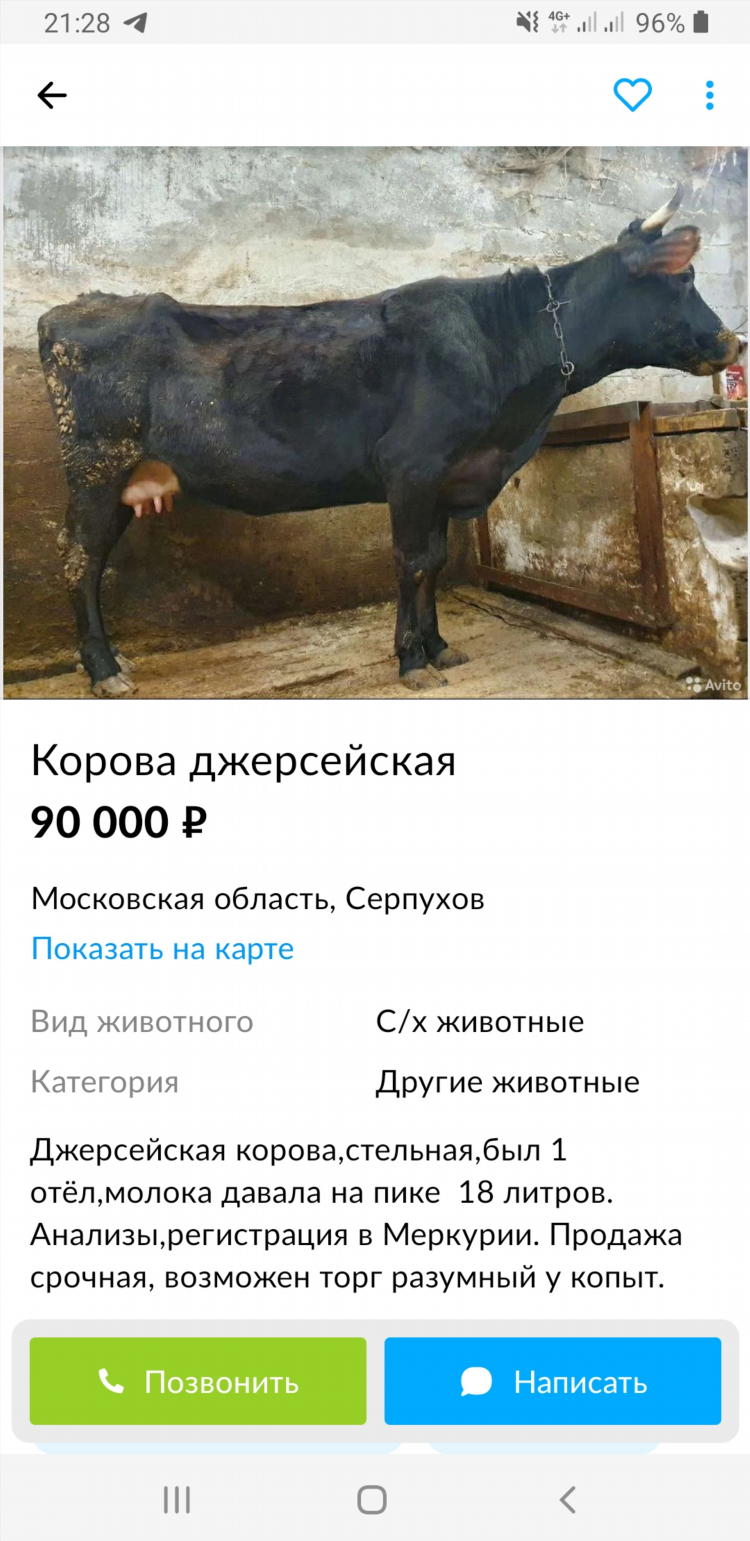 Авито красноярск доска объявлений животные коровы