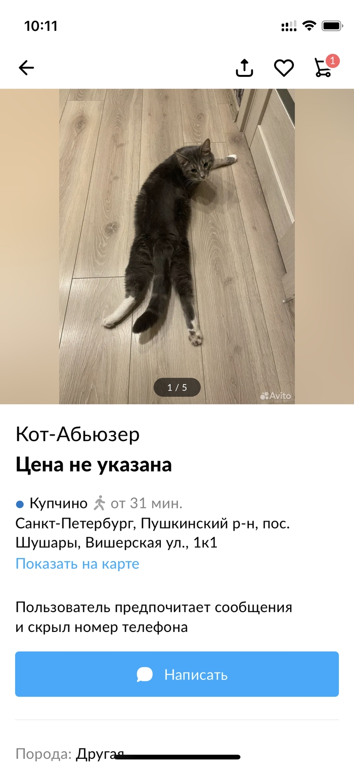 Авито новокузнецк объявления кошки