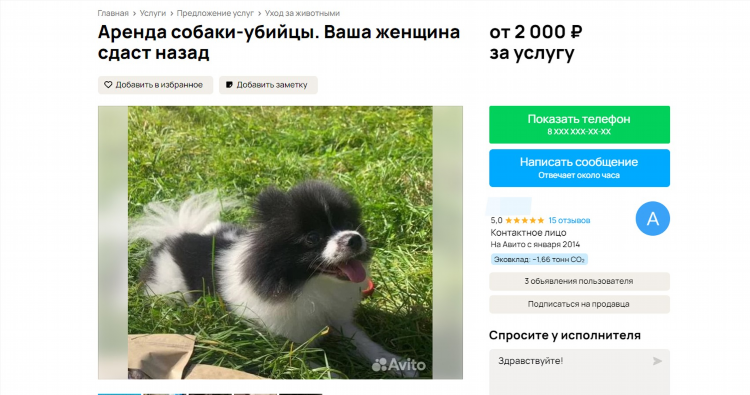 Авито объявления собаки