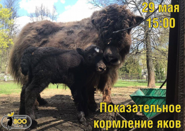Купить сельхоз животных в пензенской области на авито свежие объявления