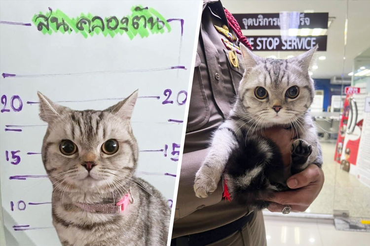 Объявление о продаже кота