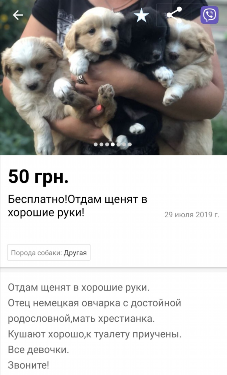 Объявление отдам собаку