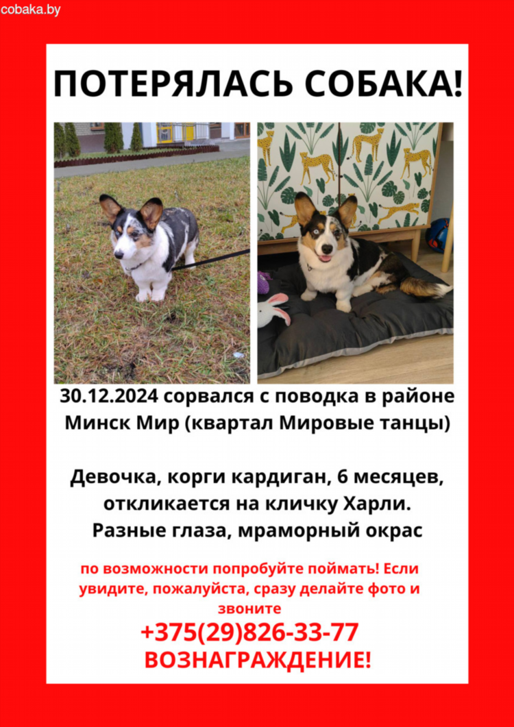 Объявление пропал щенок