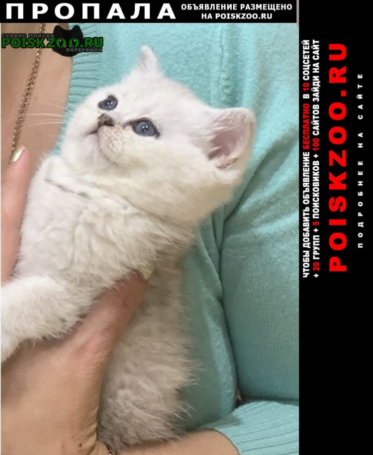 Потерялся котенок объявление