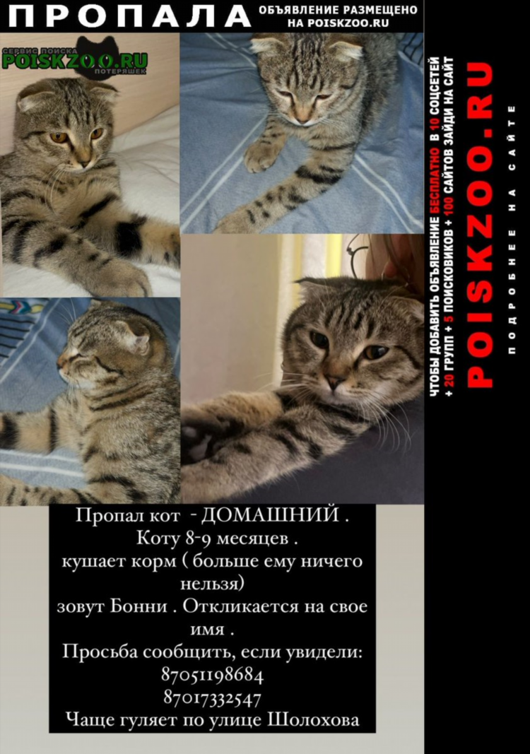 Пропала кошечка объявление